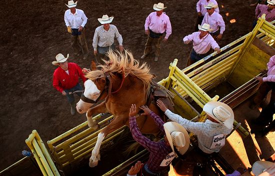 The rodeo championship in Colorado Springs. Photo: Anthony Suffle. 