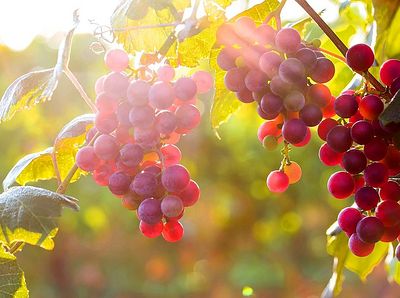 Божий виноградник