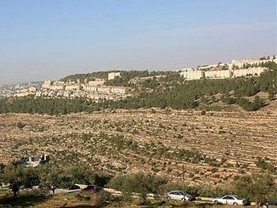 Латинский патриархат Иерусалима возмущен уничтожением многовековых олив израильской армией