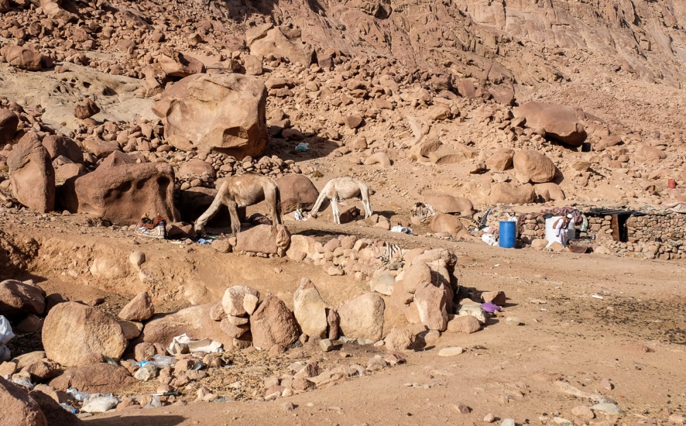 Конечная станция верблюдов со стороны монастыря. Тут они дожидаются своих ездоков, отдыхая между камнями
