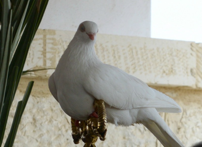 Белый голубь. Крещение Господне, Иордан