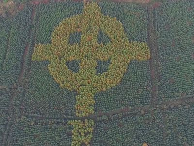 Massive Celtic cross discovered in Ireland forest