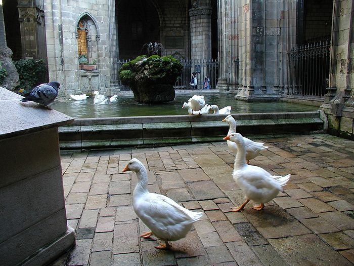 Внутренний дворик в соборе Святого Креста с белыми гусями, посвящёнными мученице - заступнице Барселоны