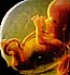 Почему эмбрион — человек? Статус человеческого зародыша в свете богословия