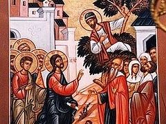 Sermon on the Gospel of the Sunday of Zacchaeus