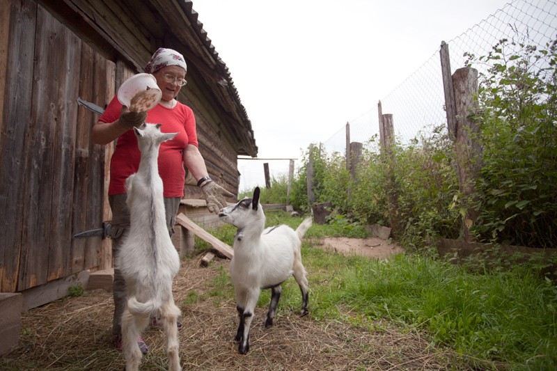 Матушка Лариса кормит коз