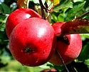 Три красных яблока