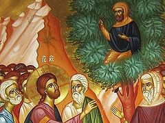 Sunday of Zacchaeus 