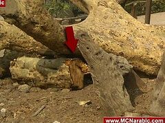 В Каире исламисты срубили «Дерево Марии»