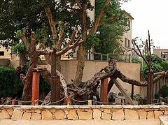 Коптская Церковь опровергло информацию о том, что в Каине срублено «Дерево Марии»
