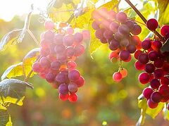 Божий виноградник