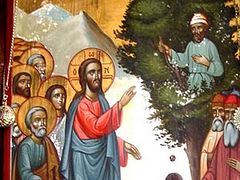 To Seek that which was Lost: A Sermon on Zacchaeus Sunday