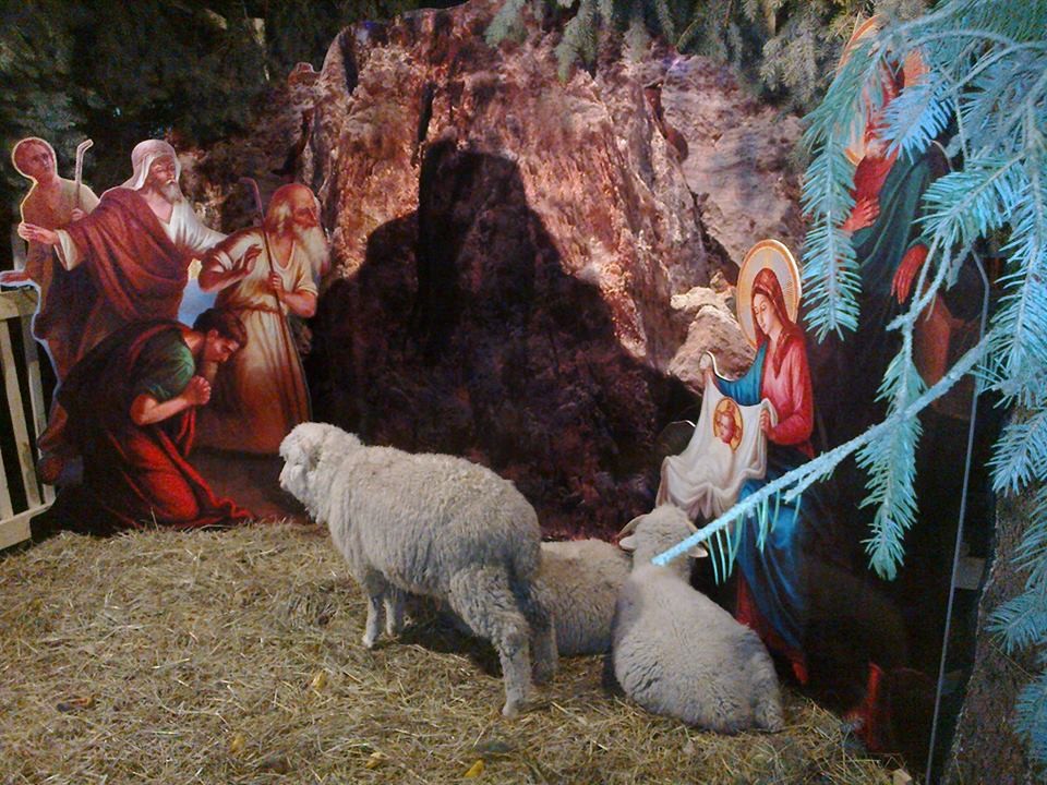 A new tradition for Russians: manger scenes with live animals.