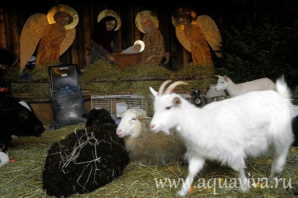 The manger dwellers: sheep, goats, and cows.
