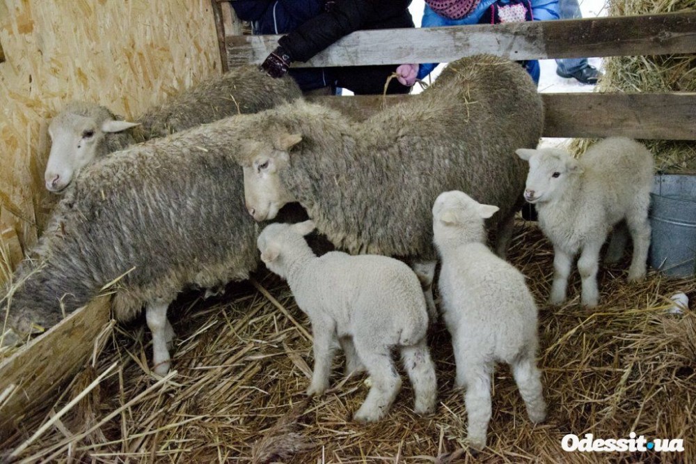 There are even little lambs.