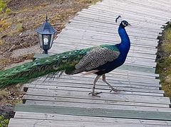 Valaam Monastery breeding peacocks