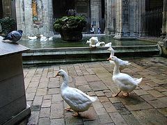 How the Geese of St. Eulalia Saved Barcelona, or Islamic Terrorists from Morocco Against the Holy Family of Christ