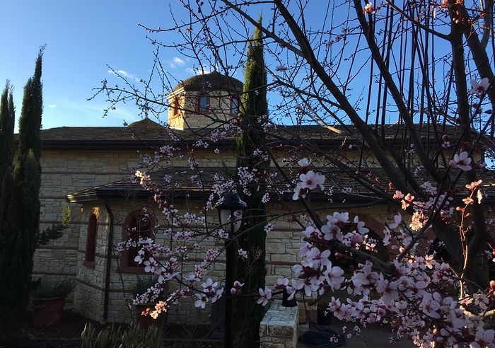 The almond flowers in the Convent of the Life-giving Spring.