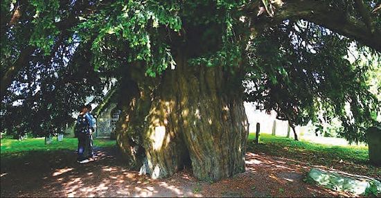 The ancient yew tree beside the church of Corhampton, Hants (kindly provided by rector of Corhampton church)