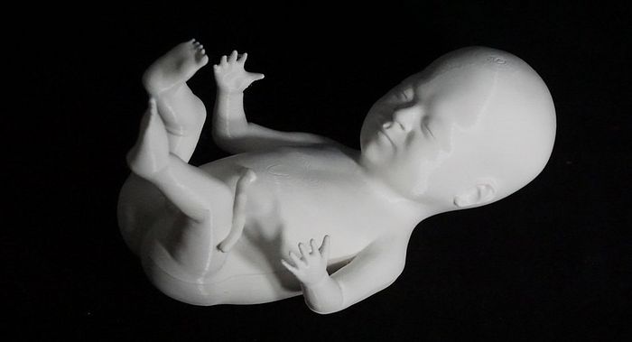 Изображение эмбриона, напечатанное на 3D-принтере, Top3DShop Inc