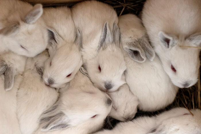 Много новых кроликов