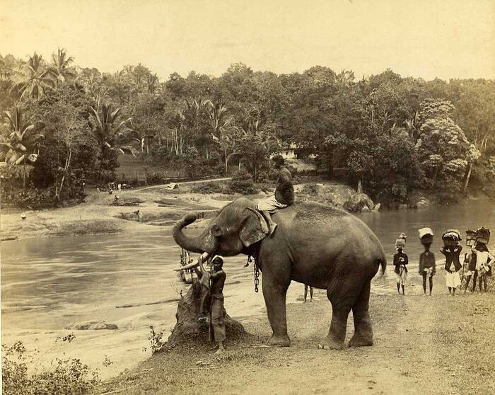 Старый Цейлон. Слон