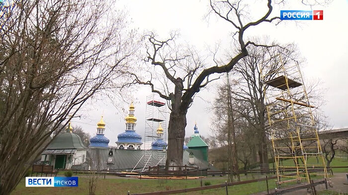 Псковичи могут поддержать 600-летний печорский дуб в голосовании за главное дерево России