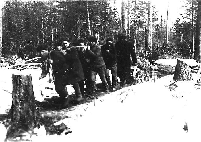 Трелевка бревен на лесоповале в одном из лагерей ГУЛАГа