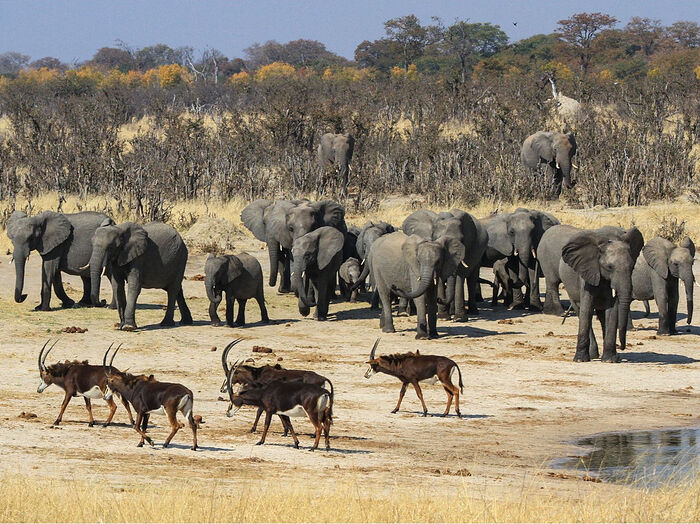 Национальный парк в Зимбабве
