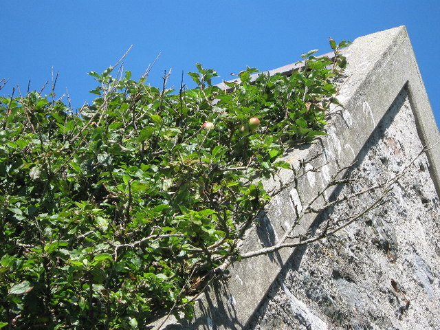 1000-летняя яблоня с о. Бардси (источник – Commons.wikimedia.org)