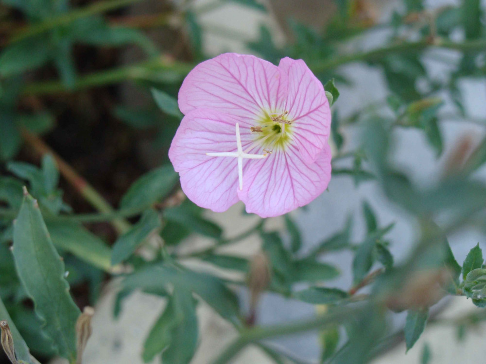 This pink evening primrose in Velingrad, Bulgaria, forms a perfect cross.