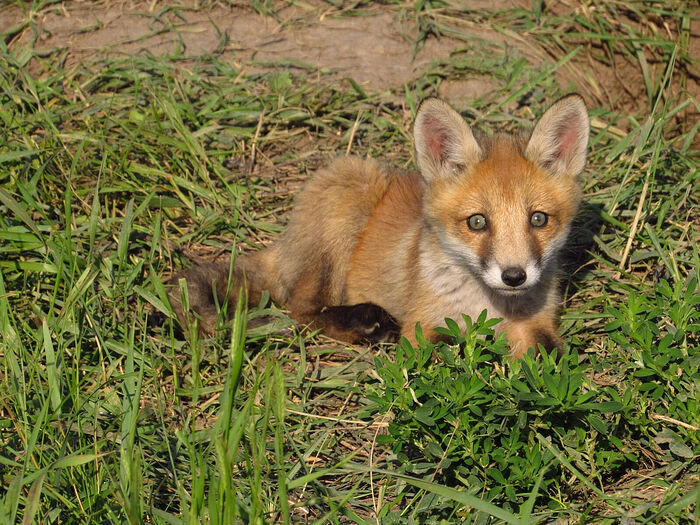 A fox cub