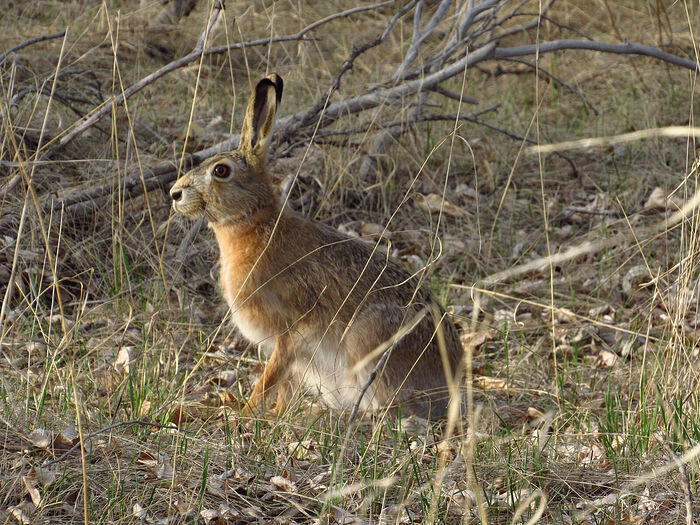 A brown hare