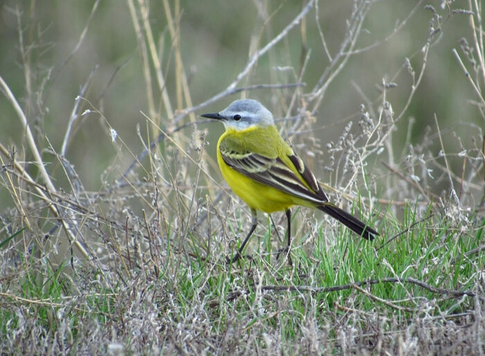 A yellow wagtail
