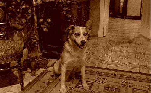 Scene from the 1988 film, Heart of a Dog.