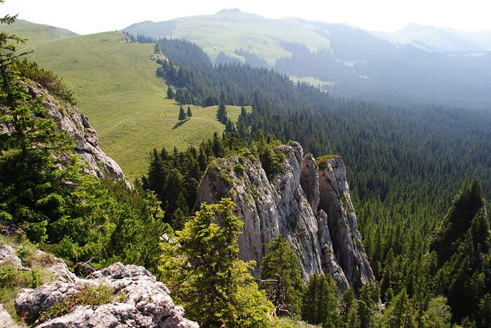 The Rarau-Giumalau forest in the Eastern Carpathians. Photo: Stephanel S.