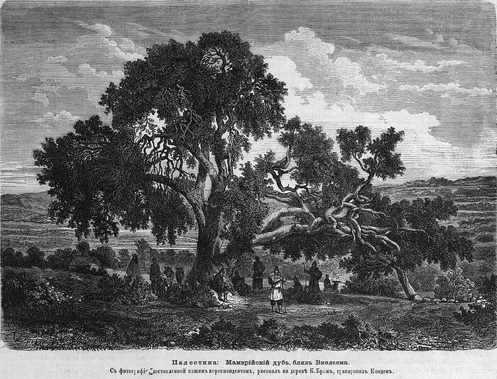 Oak of Mamre, a drawing from a photograph from 1862